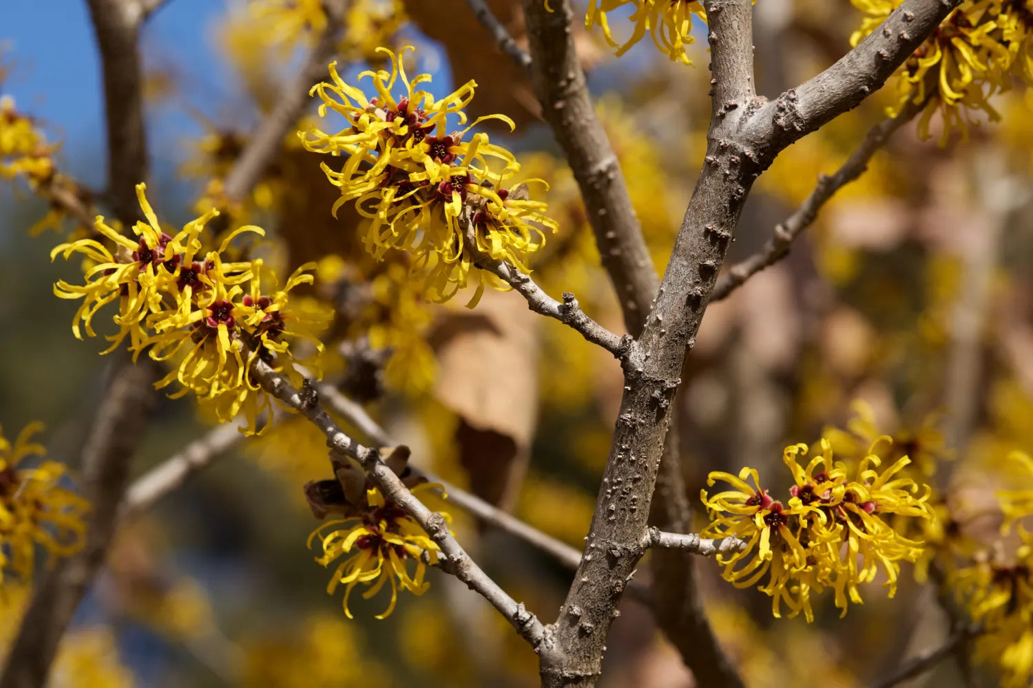 What Is Witch Hazel Used For? Discover the Many Benefits