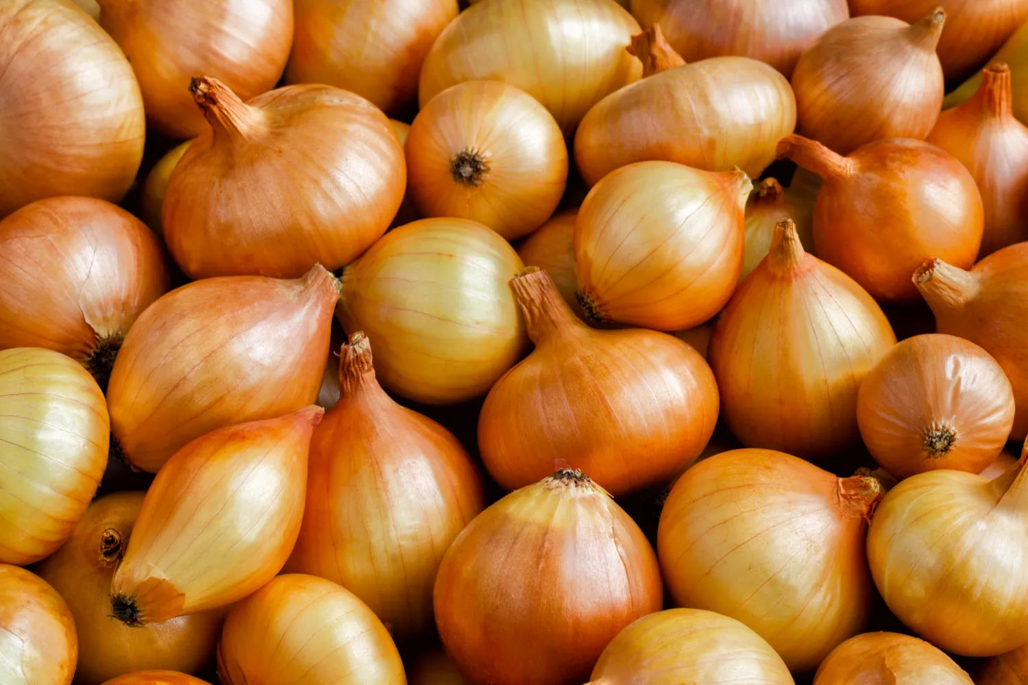 Why Do I Smell Like Onions? Solutions and Demystifying the Onion-Like Body Odor
