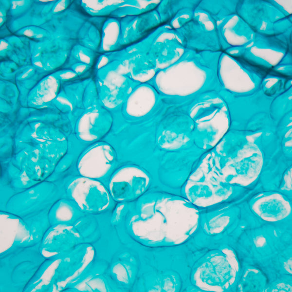 Let’s Talk About: Phenoxyethanol
