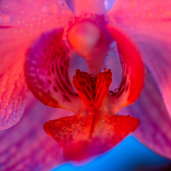 Vulva v. Vagina - The Infamous Debate